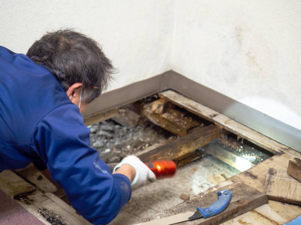Yerington, NV Mold Removal Company