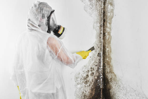 Best Black Mold Removal  in Yerington, NV