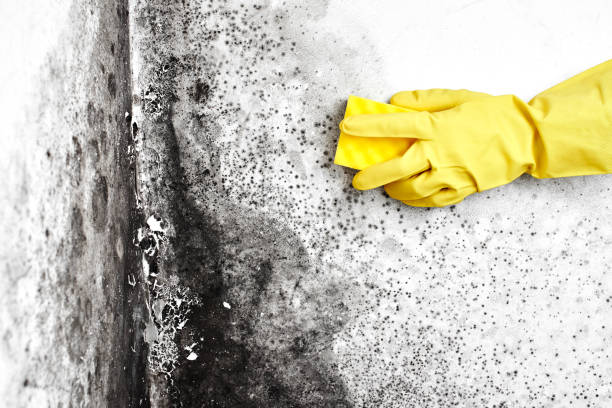 Best Same-Day Mold Removal  in Yerington, NV
