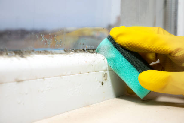 Best Mold Cleaning Services  in Yerington, NV
