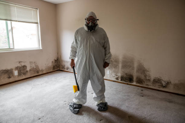 Attic Mold Removal in Yerington, NV