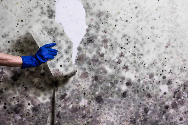 Best Mold Testing  in Yerington, NV