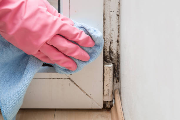 Best Commercial Mold Removal  in Yerington, NV