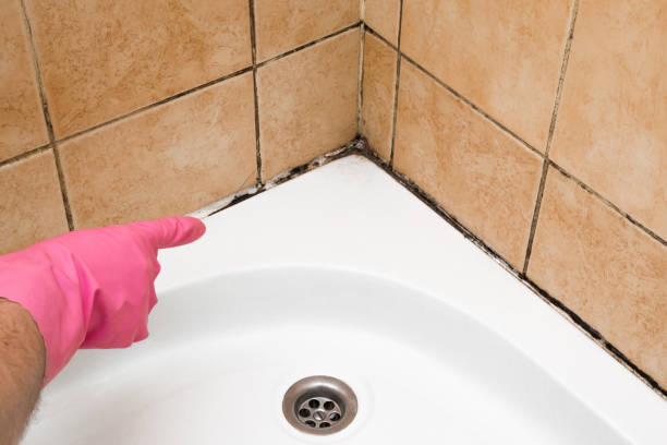 Best Fast Mold Removal  in Yerington, NV